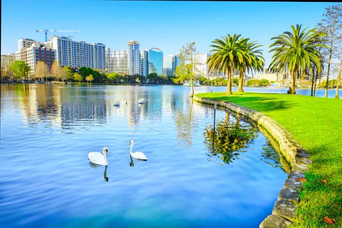 Swans glide on the serene waters of Lake Eola Park, framed by the skyline of Orlando in the background