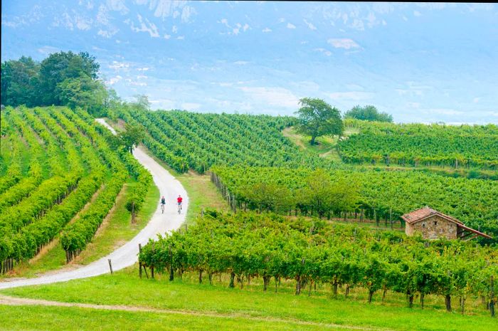 Two cyclists ride down a hill through a vineyard