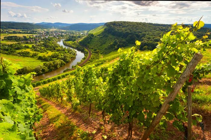 A picturesque vineyard on a hill overlooking Trier in Germany