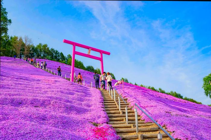 The stunning Shiba Sakura blossoms in Hokkaido, Japan