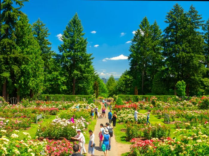 Visitors stroll among blooming rose bushes in a garden