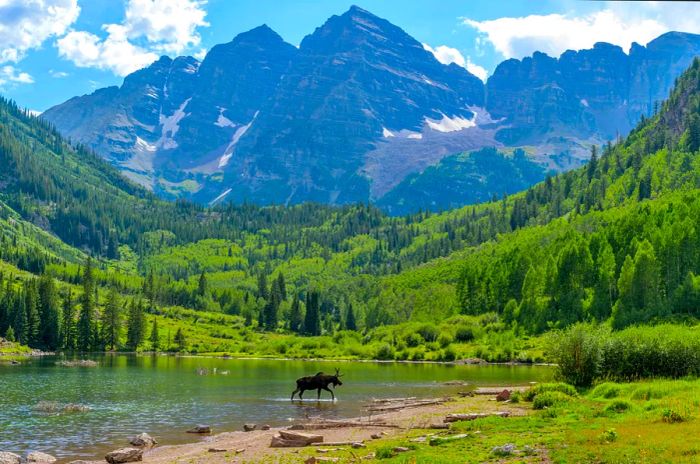 A young moose, sporting just one antler, strolls and grazes by a lake in a mountainous landscape