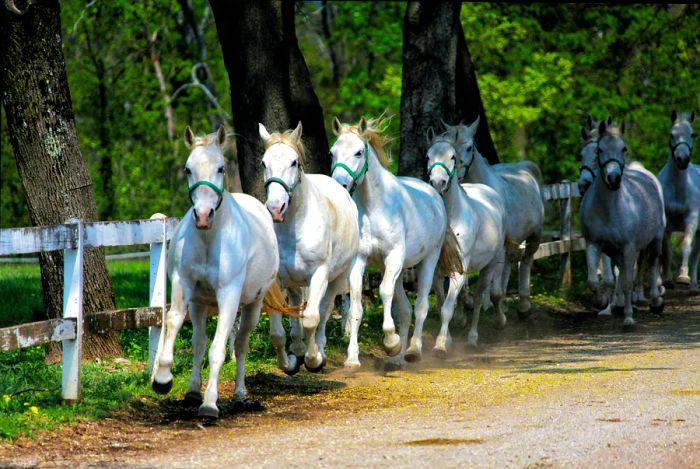 White Lipizzan horses galloping beside a white fence.