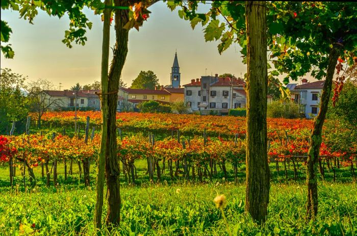 Autumn vineyard in the late afternoon light