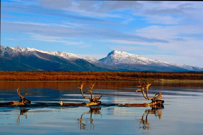 Caribou bulls making their way across the Kobuk River in Alaska