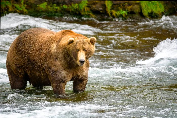 Witnessing Alaska's brown bears fishing in the Brooks River is a remarkable experience at Katmai National Park & Preserve, Alaska.