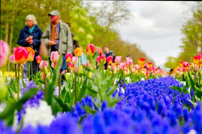 Keukenhof, also known as the Garden of Europe, is one of the largest flower gardens in the world, renowned for its stunning tulips.