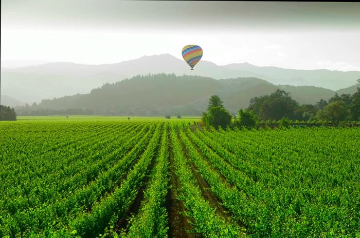 A hot air balloon drifts over a vineyard in Napa Valley, California, USA.