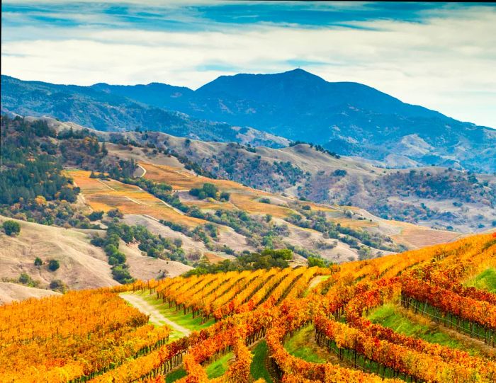 Amber-hued vineyards adorn the slopes of Alexander Valley, with Mount St. Helena rising majestically in the background, Sonoma County, California, USA.