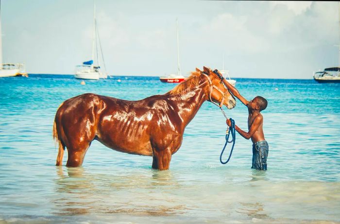 A boy giving a horse a bath in the sea