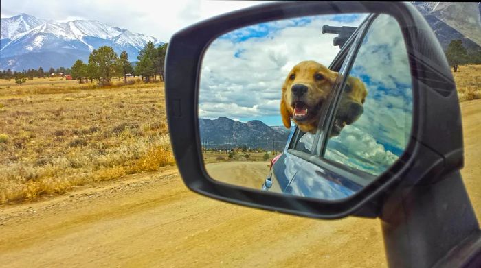 A golden retriever leans out of a car window, its reflection visible in the rear-view mirror, set against Colorado's majestic mountains.