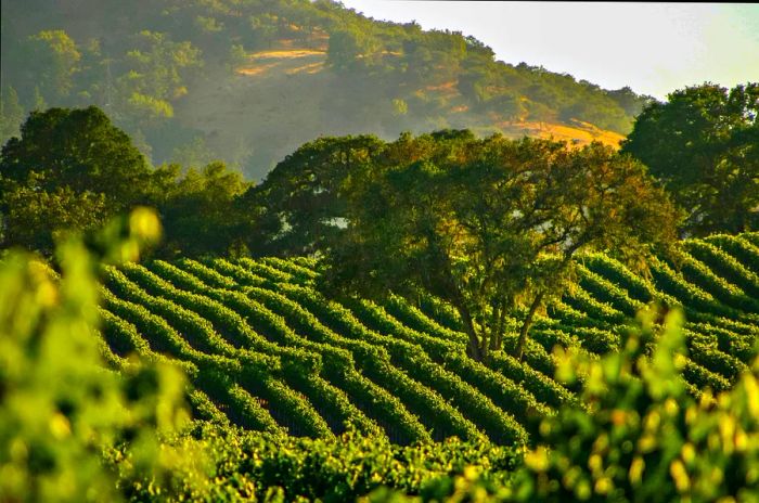 Vibrant green vines of a vineyard cascade down a hillside during the summer months.