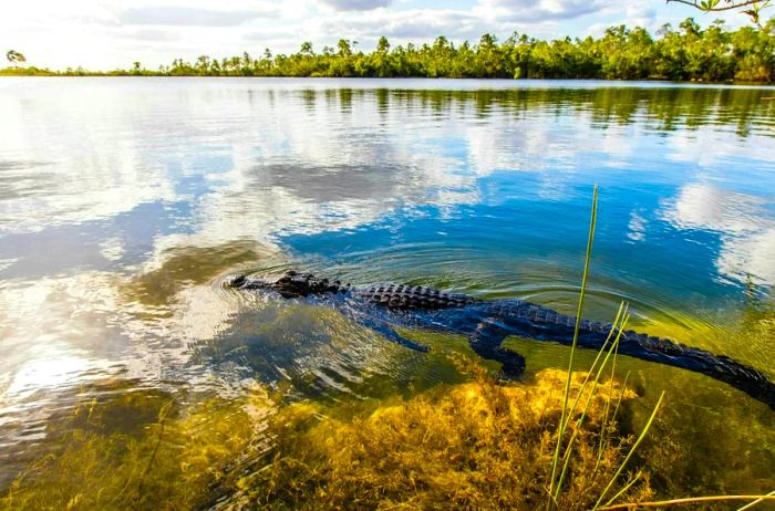 A side view of an alligator swimming in a river under a cloudy sky in Everglades National Park, close to Miami