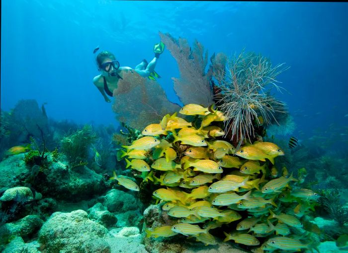 A female snorkeler explores a vibrant coral reef in the Florida Keys National Marine Sanctuary.