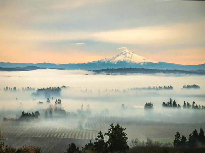 A snow-dusted mountain looms over a fog-covered vineyard