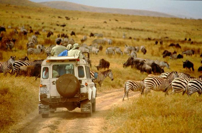 A Land Rover safari vehicle with tourists peering out from its roof stands still on a dirt path as zebras pass by.