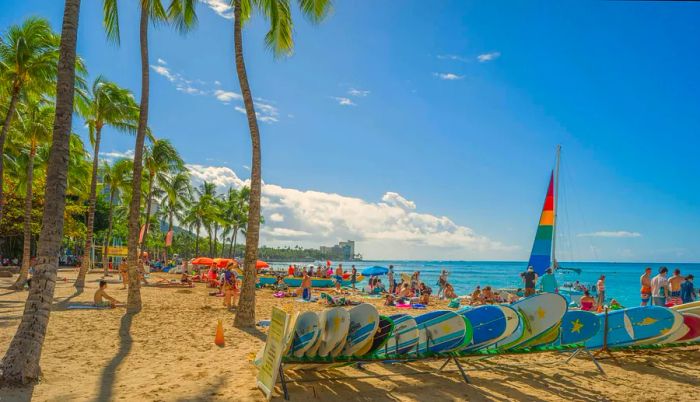 Surfboards lined up on a palm-fringed beach