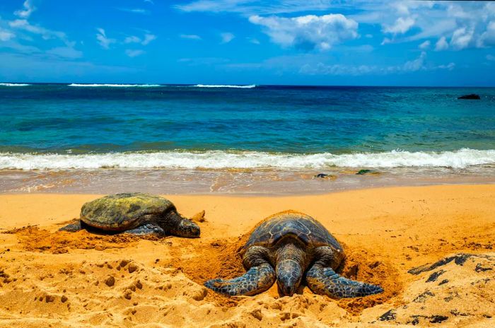 Two sea turtles lounging on a sunlit beach