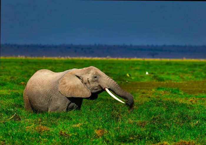 An African elephant grazing in the lush grasslands of Kajiado County, Amboseli, Kenya.