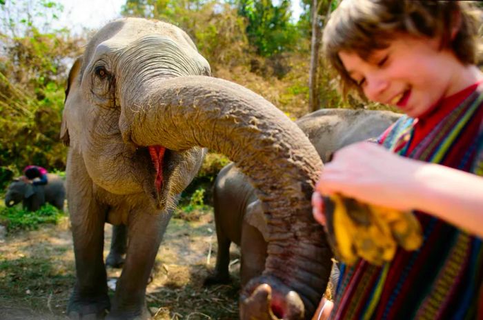 A child giggles as an elephant extends its trunk to receive a banana from him.