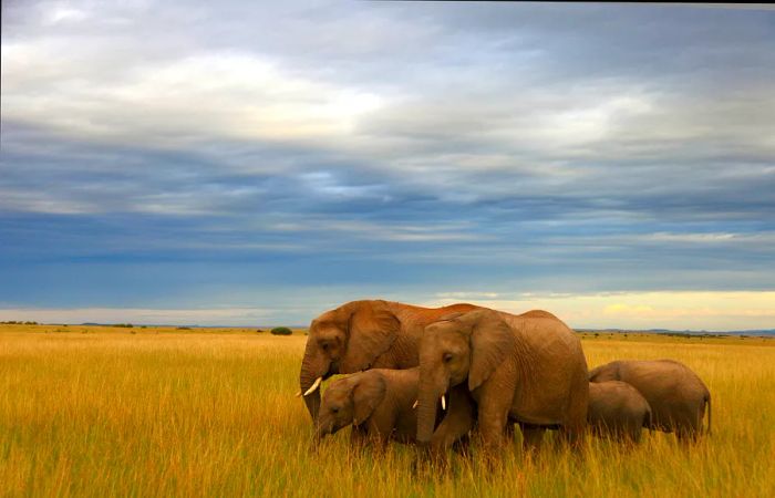 Elephants wander through the Masai Mara National Reserve.