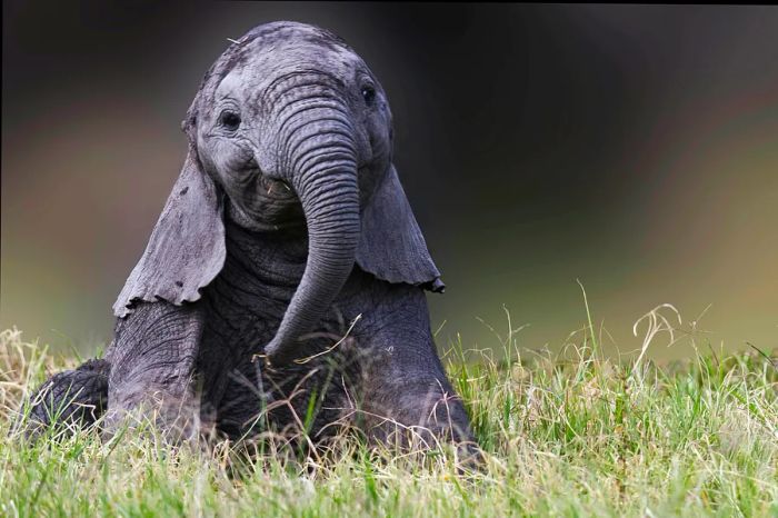 A baby elephant frolicking in the Masai Mara National Reserve, Kenya