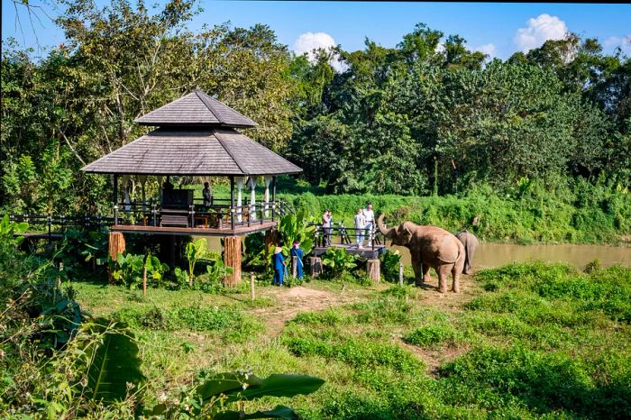 On a riverside deck, people watch as two elephants roam freely.