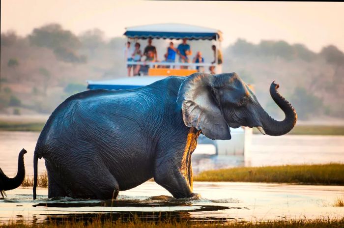 Tourists observe an elephant crossing a river in Chobe National Park, Botswana.