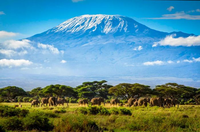 A vast herd of elephants gathers among trees, with the majestic Mt. Kilimanjaro looming in the background.