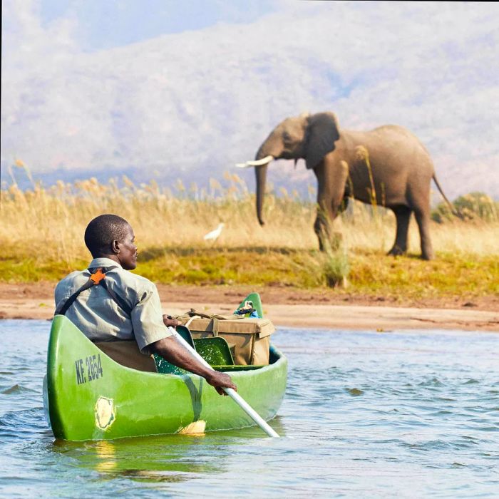 A safari guide navigates a canoe on the Zambezi River in Mana Pools National Park, observing a large elephant on the riverbank in Zimbabwe.