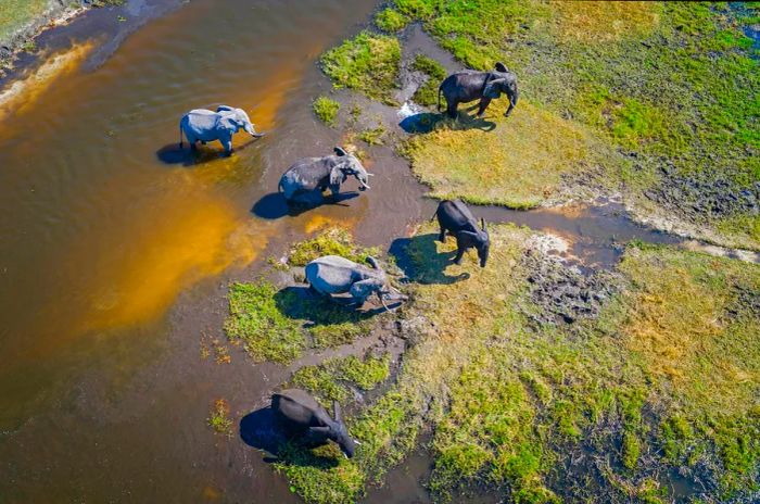 Captured from above, this photo depicts six adult elephants gathered by the bank of a shallow river in Botswana.