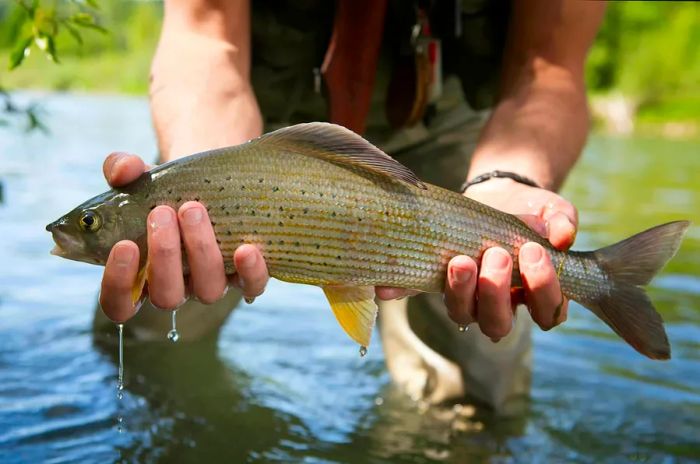 A person holding a grayling caught in an Alaskan river