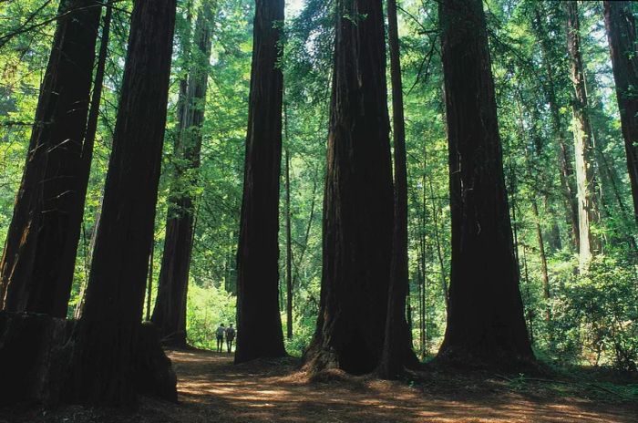 Two hikers stand small among the towering redwoods surrounding them in the forest.