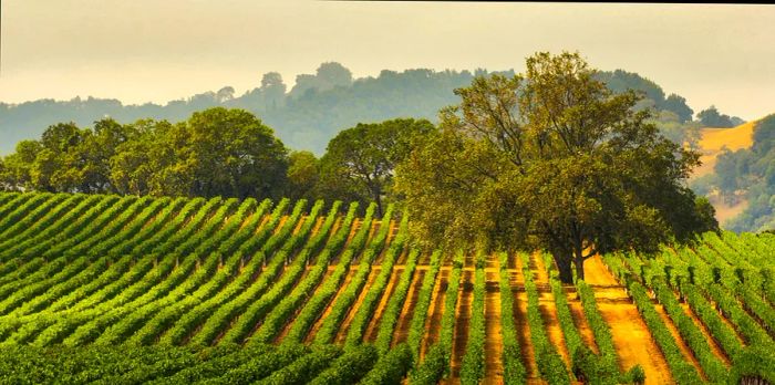 A scenic view of a vineyard with an oak tree