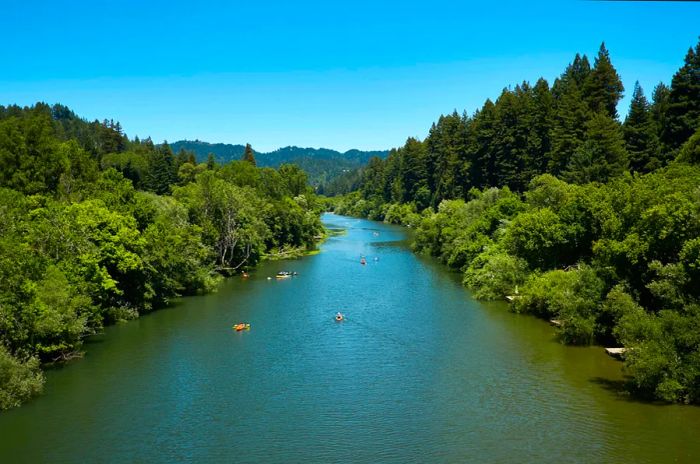 Canoers paddle along a wide river bordered by lush woodlands.