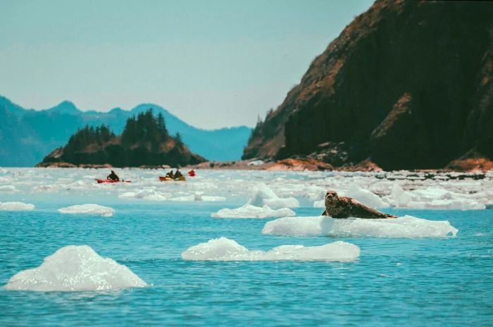 A seal lounging on ice near the Alaskan coast