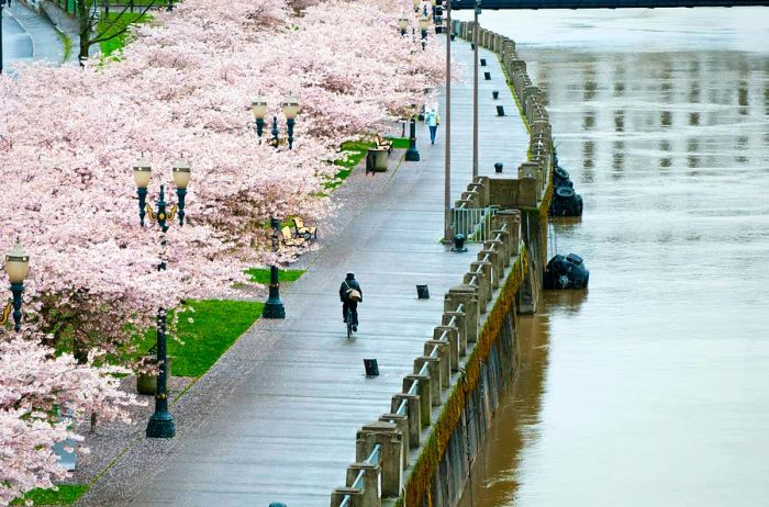 A cyclist pedals along a path in a riverside park within the city