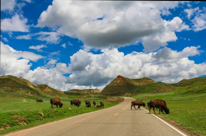 bison in Theodore Roosevelt National Park, North Dakota