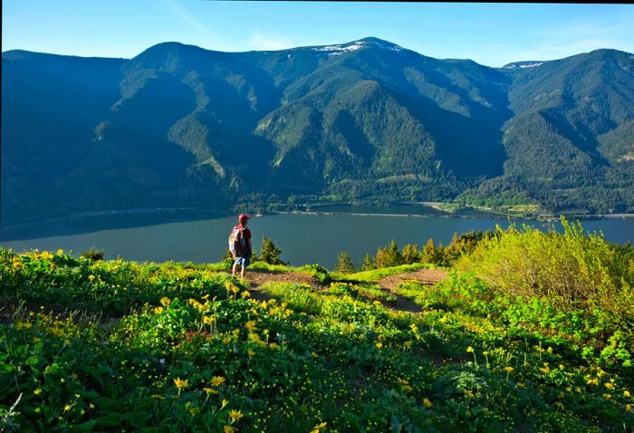 A hiker gazing over a river amidst a meadow filled with wildflowers