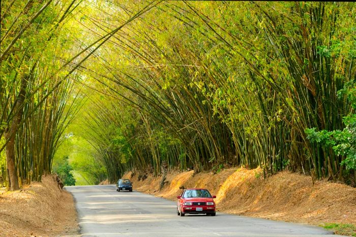 Cars pass through a tunnel formed by lush green bamboo at Holland Bamboo in Lacovia, St. Elizabeth, Jamaica.