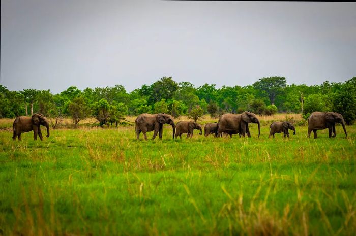 A herd of elephants grazing in the grasslands