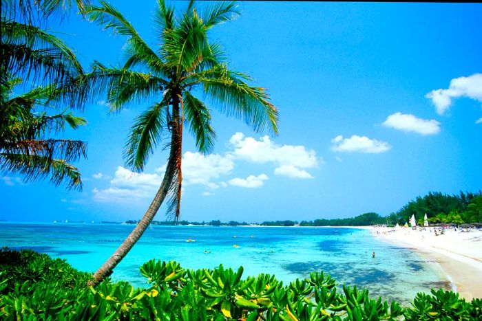 A palm tree-lined beach featuring windsurfing boards on soft white sand