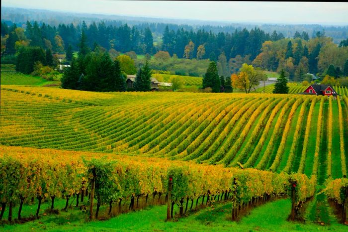 Hillsides are adorned with rows of vines as leaves transition from green to vibrant yellow.