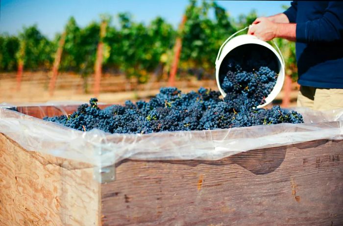 A person gathers clusters of grapes for winemaking