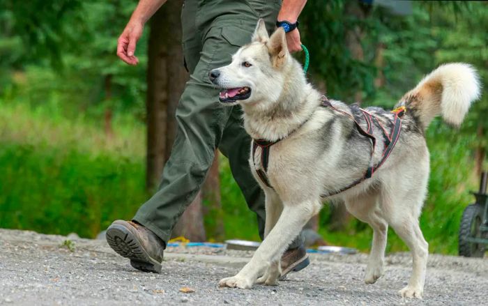 A husky dog in Denali National Park with a ranger holding its leash.