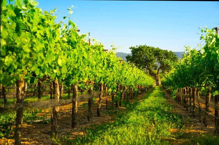 Lush rows of vineyard grapevines with a grand oak tree standing in the distance.