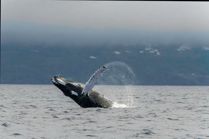 A humpback whale leaps out of the water, with Pico island rising majestically in the background.