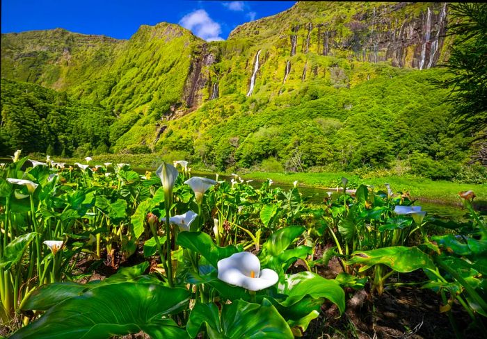 Calla lilies bloom in the foreground of a lush tropical landscape, with waterfalls cascading down a cliff blanketed in greenery.