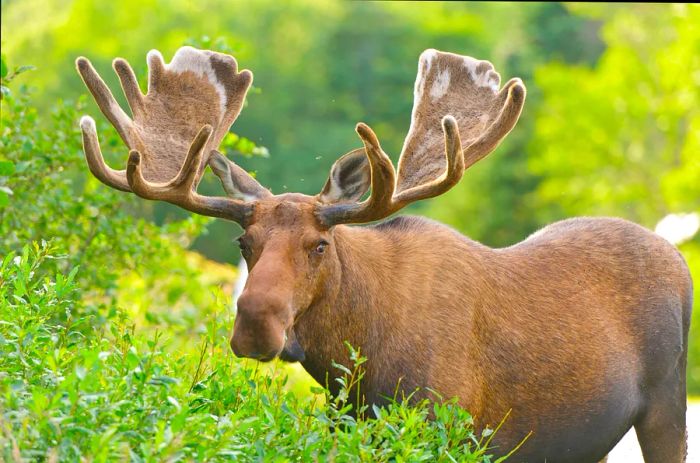 A male moose with velvet antlers spotted in northern Newfoundland, Canada