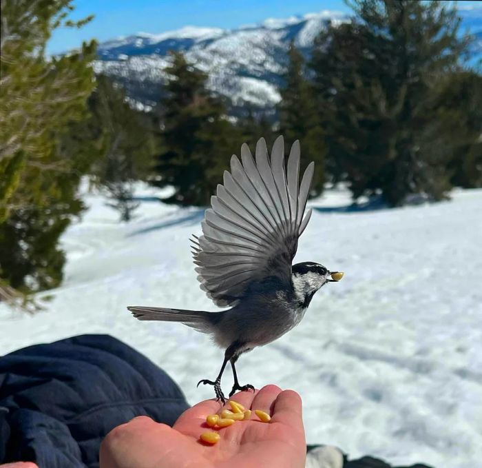 A person is feeding a chickadee in a snowy landscape